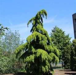 Treurceder (Cedrus Deodara 'Pendula') -Groene Boom Winkel cedrus deodara pendula