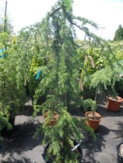 Treurceder (Cedrus Deodara 'Pendula') -Groene Boom Winkel cedrus deodara pendula 150 175 c35