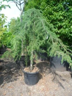 Treurceder (Cedrus Deodara 'Pendula') -Groene Boom Winkel cedrus deodara pendula 20 25ho c110