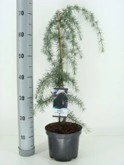 Treurceder (Cedrus Deodara 'Pendula') -Groene Boom Winkel cedrus deodara pendula c3 m 1