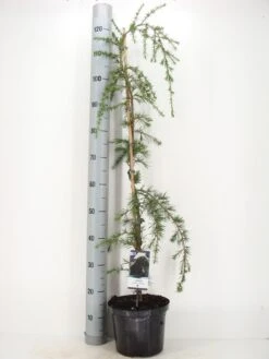 Treurceder (Cedrus Deodara 'Pendula') -Groene Boom Winkel cedrus deodara pendula c5 m 1