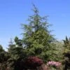 Libanonceder (Cedrus Libani) -Groene Boom Winkel cedrus libani