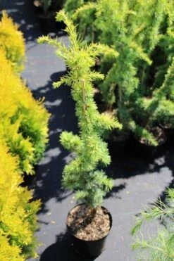 Atlasceder (Cedrus Libani 'Atlantica Aurea') -Groene Boom Winkel cedrus libani atlantica aurea