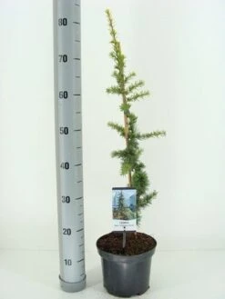 Atlasceder (Cedrus Libani 'Atlantica Aurea')