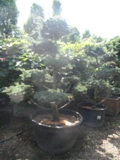 Libanonceder Als Bonsai (Cedrus Libani) -Groene Boom Winkel cedrus libani bonsai 180 200 c500