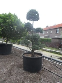 Libanonceder Als Bonsai (Cedrus Libani) -Groene Boom Winkel cedrus libani bonsai c750 5