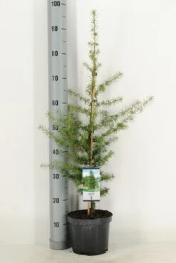 Libanonceder (Cedrus Libani) 10 Libanonceder (Cedrus Libani) -Groene Boom Winkel cedrus libani c3 m 1