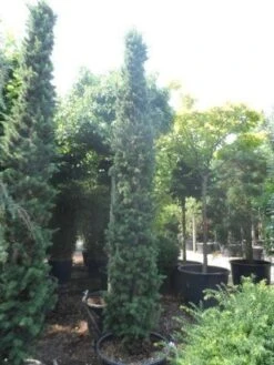 Zuilvormige Ceder (Cedrus Libani 'Fastigiata') -Groene Boom Winkel cedrus libani fastigiata 250 300 350 c130 1