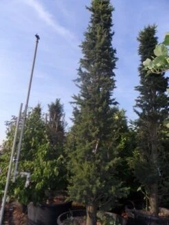 Zuilvormige Ceder (Cedrus Libani 'Fastigiata') -Groene Boom Winkel cedrus libani fastigiata 300 350 c250 1