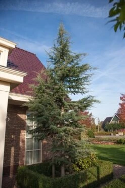 Atlasceder (Cedrus Libani 'Glauca') -Groene Boom Winkel cedrus libani glauca