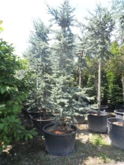 Atlasceder (Cedrus Libani 'Glauca') -Groene Boom Winkel cedrus libani glauca 350 400 c240
