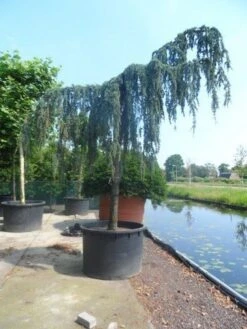 Treurceder Als Boom (Cedrus Libani 'Glauca Pendula') -Groene Boom Winkel cedrus libani glauca pendula 35 40ho c1000 1