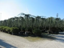 Treurceder Als Boom (Cedrus Libani 'Glauca Pendula') -Groene Boom Winkel cedrus libani glauca pendula 4