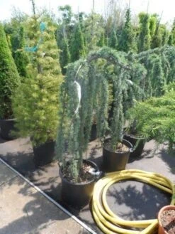 Treurceder Als Boom (Cedrus Libani 'Glauca Pendula') -Groene Boom Winkel cedrus libani glauca pendula halfstam c35 1