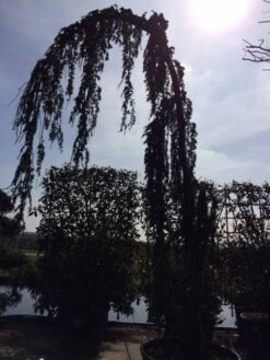 Treurceder Als Boom (Cedrus Libani 'Glauca Pendula') -Groene Boom Winkel cedrus libanica glauca pendula solitair geveerd