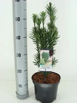 Knoptaxus (Cephalotaxus Harringtonia 'Fastigiata') -Groene Boom Winkel cephalotaxus harr. fastigiata winter c3 m