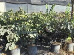 Judasboom Als Struik (Cercis Canadensis 'Forest Pansy') 13 Judasboom Als Struik (Cercis Canadensis 'Forest Pansy') -Groene Boom Winkel cercis canadensis forest pansy 100 125 cm