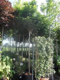 Chinese Judasboom (Cercis Chinensis 'Avondale') -Groene Boom Winkel cercis chinensis avondale 10 12 14ho cont