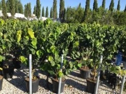 Chinese Judasboom (Cercis Chinensis 'Avondale') -Groene Boom Winkel cercis chinensis avondale 100 125 c18