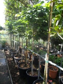 Chinese Judasboom (Cercis Chinensis 'Avondale') -Groene Boom Winkel cercis chinensis avondale halfstam c35