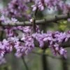 Judasboom (Cercis Siliquastrum) -Groene Boom Winkel cercis siliquastrum 1