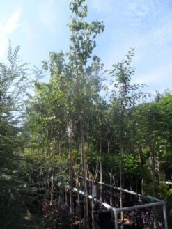 Judasboom (Cercis Siliquastrum) 13 Judasboom (Cercis Siliquastrum) -Groene Boom Winkel cercis siliquastrum 10 12ho cont