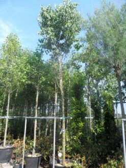 Judasboom (Cercis Siliquastrum) 14 Judasboom (Cercis Siliquastrum) -Groene Boom Winkel cercis siliquastrum 18 20ho cont