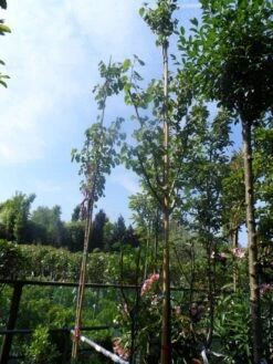 Judasboom (Cercis Siliquastrum) 16 Judasboom (Cercis Siliquastrum) -Groene Boom Winkel cercis siliquastrum 8 10 12ho cont