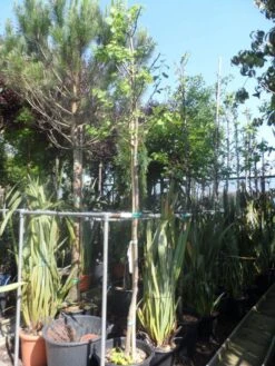 Judasboom (Cercis Siliquastrum) 17 Judasboom (Cercis Siliquastrum) -Groene Boom Winkel cercis siliquastrum alba 10 12ho cont