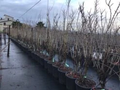 Chinese Judasboom (Cercis Chinensis 'Shirobana') -Groene Boom Winkel cercisshirbana