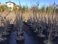 Chinese Judasboom (Cercis Chinensis 'Shirobana') -Groene Boom Winkel cercisshirobana125