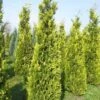 Gele Haagconifeer (Chamaecyparis Lawsoniana 'Ivonne') -Groene Boom Winkel cham l ivonne 250 300 1