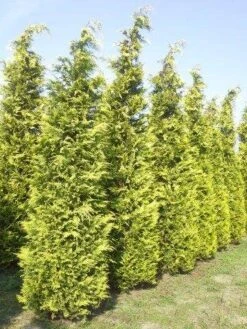 Gele Haagconifeer (Chamaecyparis Lawsoniana 'Ivonne') -Groene Boom Winkel cham l ivonne 400 450 1
