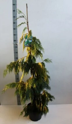 Cypres (Chamaecyparis Nootkatensis 'Pendula') -Groene Boom Winkel chamacyparis n pendula 100 125 cm co. 10l b kopie