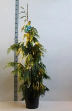 Cypres (Chamaecyparis Nootkatensis 'Pendula') -Groene Boom Winkel chamacyparis n pendula 100 125 cm co. 10l kopie