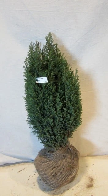 Cypres (Chamaecyparis Lawsoniana 'Ellwoodii') 5 Cypres (Chamaecyparis Lawsoniana 'Ellwoodii') - Afbeelding 5