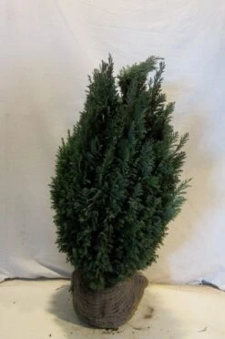 Cypres (Chamaecyparis Lawsoniana 'Ellwoodii') 13 Cypres (Chamaecyparis Lawsoniana 'Ellwoodii') -Groene Boom Winkel chamacyparislellwoodii060 080