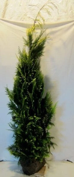 Gele Haagconifeer (Chamaecyparis Lawsoniana 'Ivonne') -Groene Boom Winkel chamacyparislivonne175 200