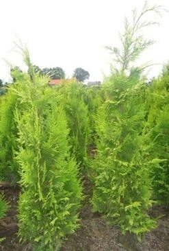 Gele Haagconifeer (Chamaecyparis Lawsoniana 'Ivonne') -Groene Boom Winkel chamacyparislivonne80125vh