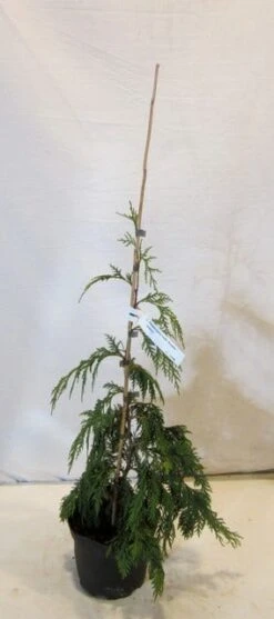 Cypres (Chamaecyparis Nootkatensis 'Pendula') -Groene Boom Winkel chamacyparisnpendula050 060