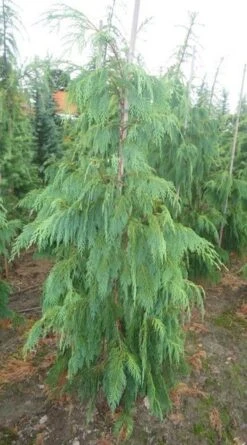 Cypres (Chamaecyparis Nootkatensis 'Pendula') -Groene Boom Winkel chamacyparisntkpend.125150ak