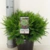 Dwergcipres (Chamaecyparis Lawsoniana 'Globosa') 9 Dwergcipres (Chamaecyparis Lawsoniana 'Globosa') -Groene Boom Winkel chamaecyparis law. globosa c3 m