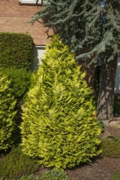 Gele Haagconifeer (Chamaecyparis Lawsoniana 'Ivonne') -Groene Boom Winkel chamaecyparis law. ivonne