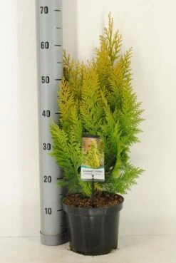 Gele Haagconifeer (Chamaecyparis Lawsoniana 'Ivonne') -Groene Boom Winkel chamaecyparis law. ivonne c3 m
