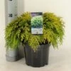 Gele Dwergcipres (Chamaecyparis Lawsoniana 'Sunkist')