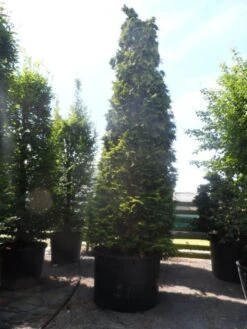 Gele Haagconifeer (Chamaecyparis Lawsoniana 'Ivonne') -Groene Boom Winkel chamaecyparis lawsoniana ivonne 500 600 c750
