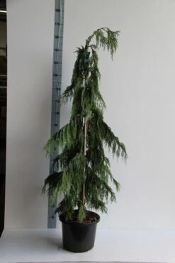 Cypres (Chamaecyparis Nootkatensis 'Pendula') -Groene Boom Winkel chamaecyparis n. pendula 125 150 cm co. 12l v