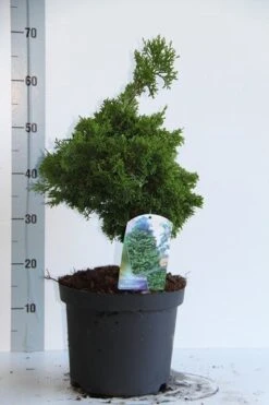 Dwergcypres (Chamaecyparis Obtusa 'Nana Gracilis') -Groene Boom Winkel chamaecyparis o nana gracilis 30 35 cm co. 7.5l v