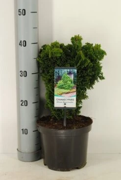 Dwergcypres (Chamaecyparis Obtusa 'Nana Gracilis') -Groene Boom Winkel chamaecyparis obt. nana gracilis c3 m