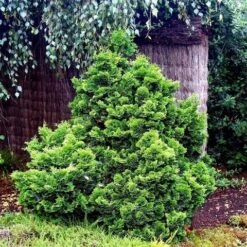 Dwergcypres (Chamaecyparis Obtusa 'Nana Gracilis') -Groene Boom Winkel chamaecyparis obtusa nana gracilis